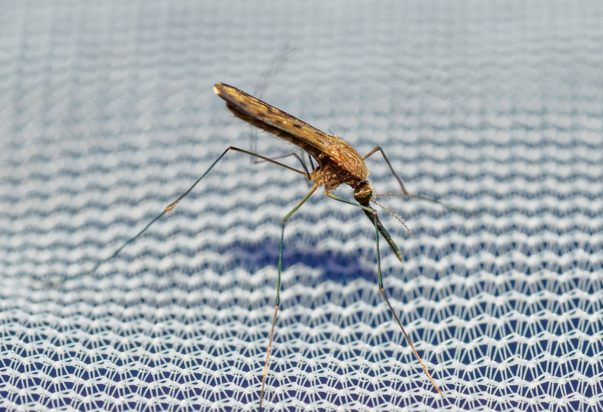 anopheles